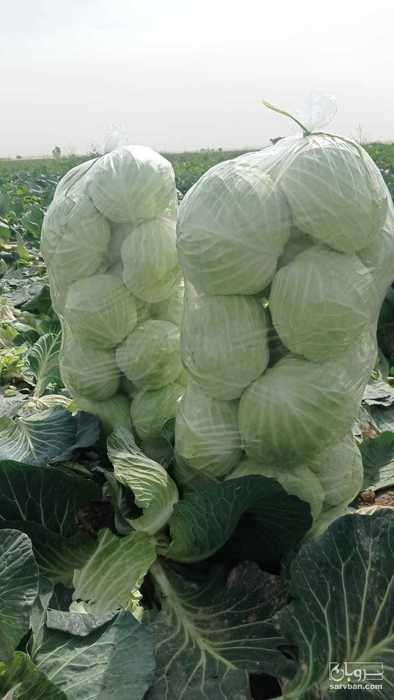 فروش کلم برگی سفید