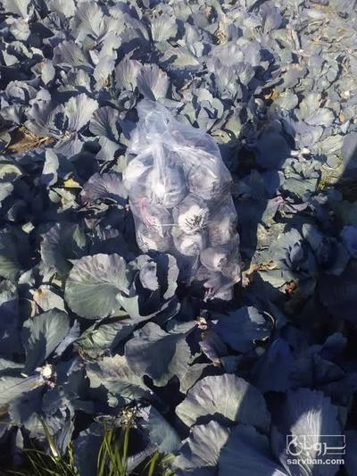 فروش کلم برگی قرمز