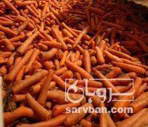 فروش هویج