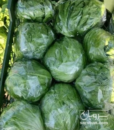 فروش کاهو آیسبرگ