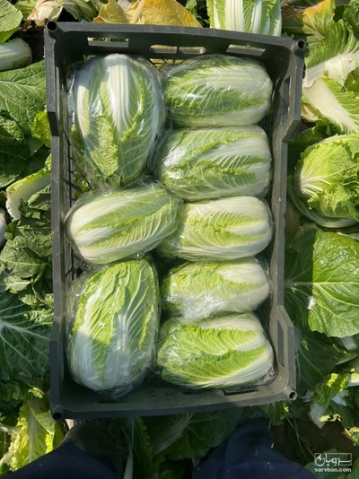 فروش کاهو رومانو