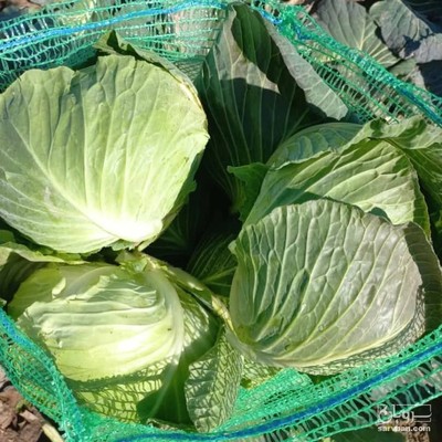 فروش کلم برگی سفید