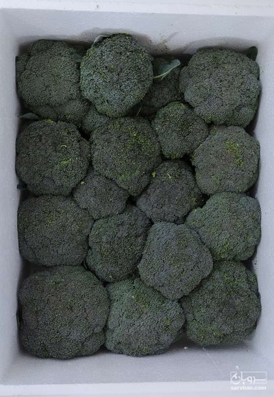 فروش کلم بروکلی