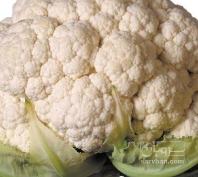 فروش گل کلم