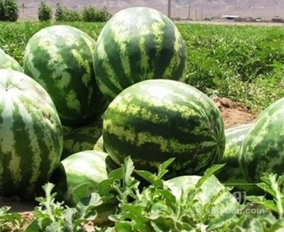 فروش هندوانه گرد