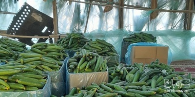 فروش خیار گلخانه ای و محلی