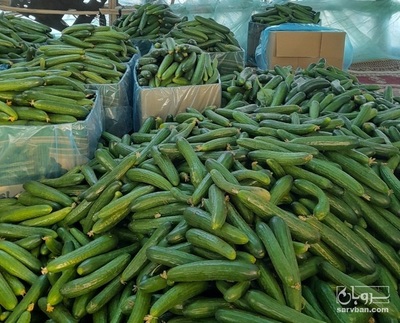 فروش خیار گلخانه ای و محلی 2
