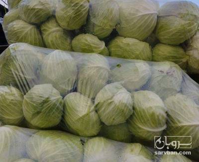 فروش کلم برگی سفید