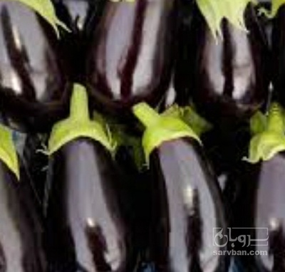 فروش بادمجان