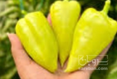 فروش فلفل پستانکی