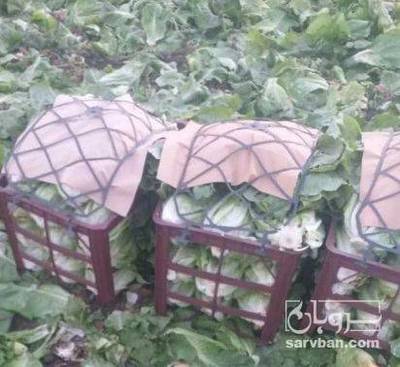 فروش کاهو رومانو