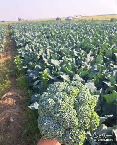 فروش کلم بروکلی