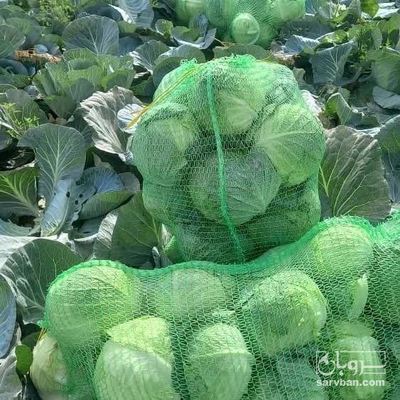 فروش کلم برگی سفید