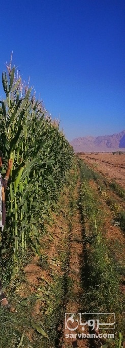 فروش ذرت دانه ای خشک