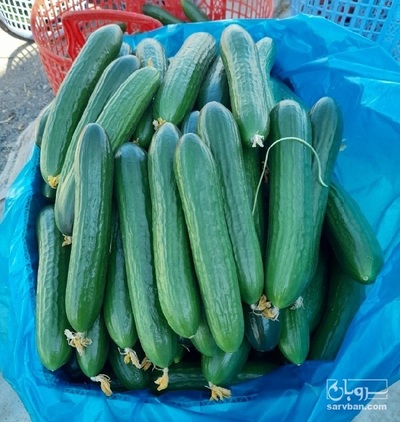 فروش خیار گلخانه ای