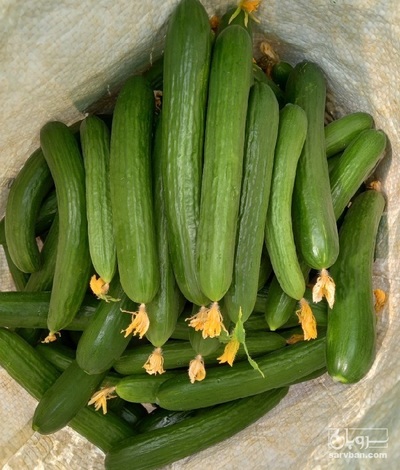 فروش خیار گلخانه ای 2