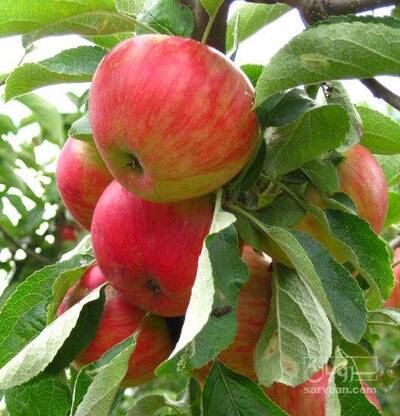 فروش سیب گالا