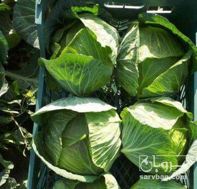 فروش کلم برگی سفید