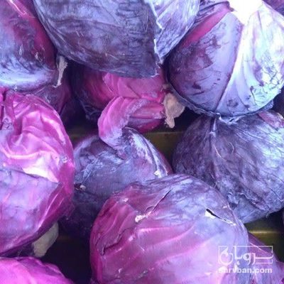 فروش کلم برگی  قرمز