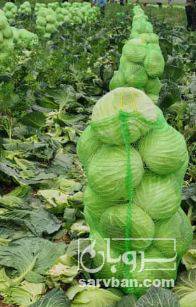 فروش کلم برگی سفید