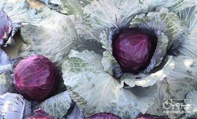 فروش کلم برگی قرمز