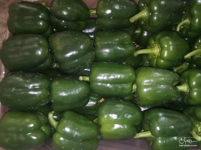 فروش فلفل دلمه ای