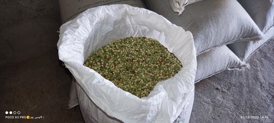 فروش نخودفرنگی