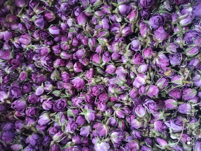 فروش غنچه گل محمدی (گیاه‌ دارویی)