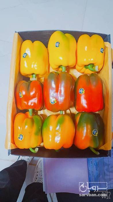 فروش فلفل دلمه ای