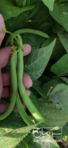 فروش لوبیا سبز