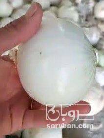فروش پیاز سفید