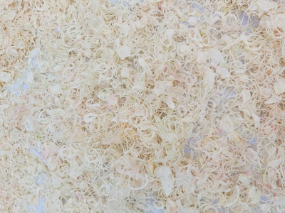 فروش پیاز خشک سفید