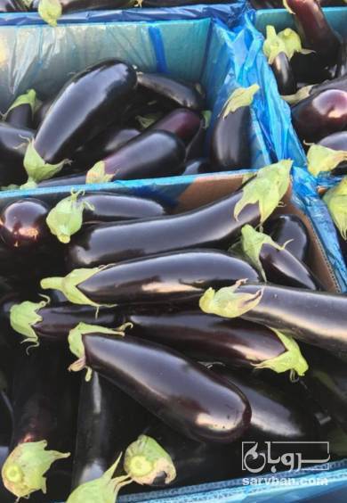 فروش بادمجان قلمی