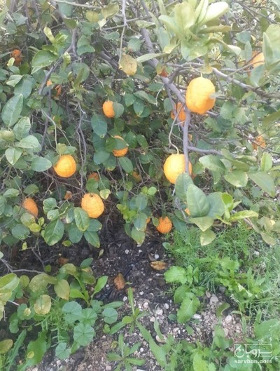 فروش بالنگ تازه