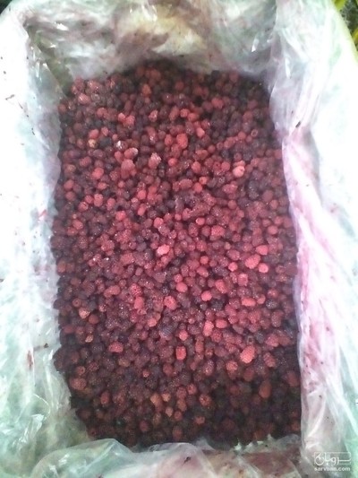 فروش تمشک منجمد