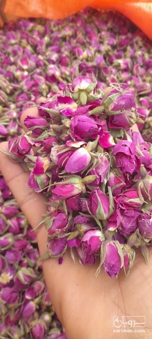 فروش غنچه گل محمدی