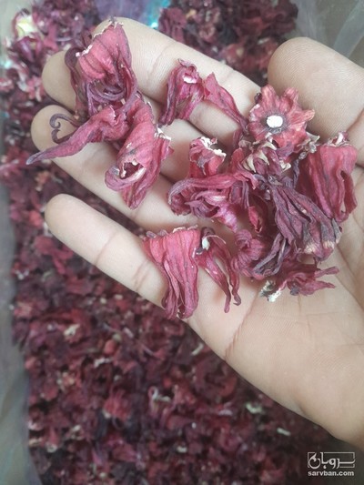 فروش چای ترش