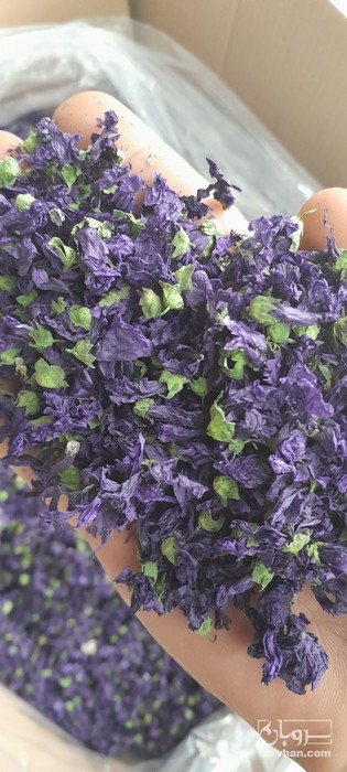 فروش گل پنیرک