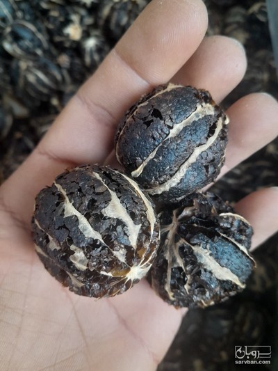 فروش لیمو عمانی ببری