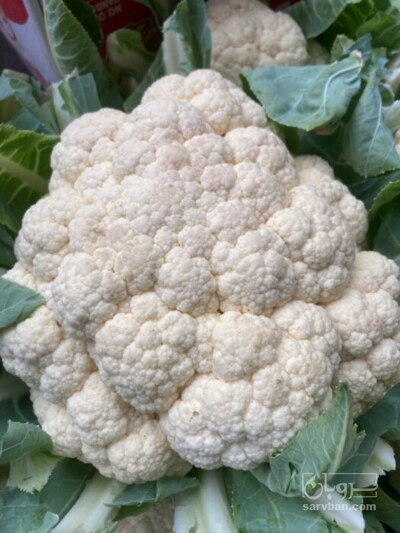 فروش گل کلم