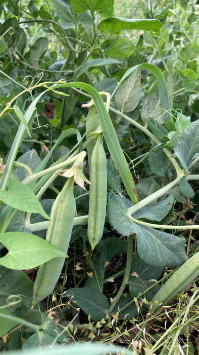 فروش نخود فرنگی