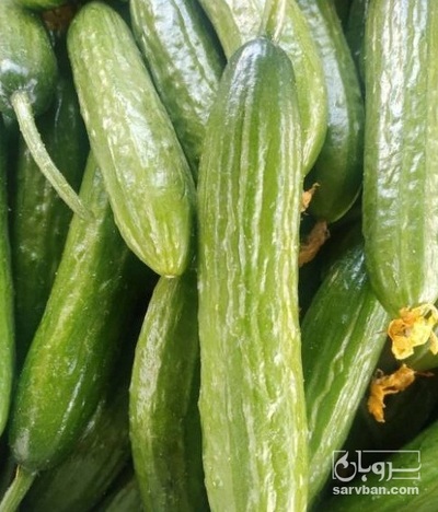 فروش خیار گلخانه ای