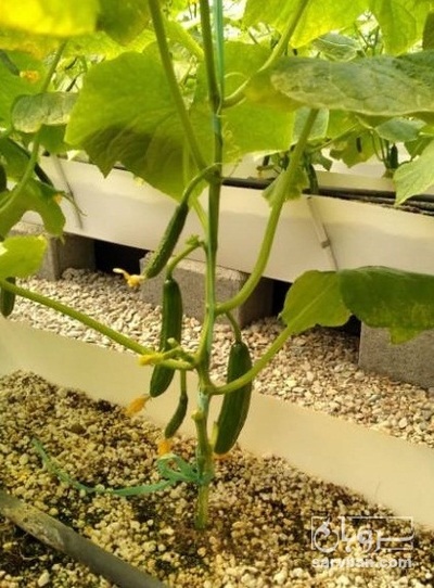 فروش خیار گلخانه ای 2