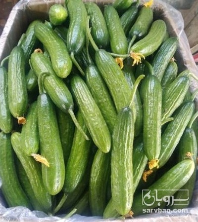 فروش خیار گلخانه ای 3