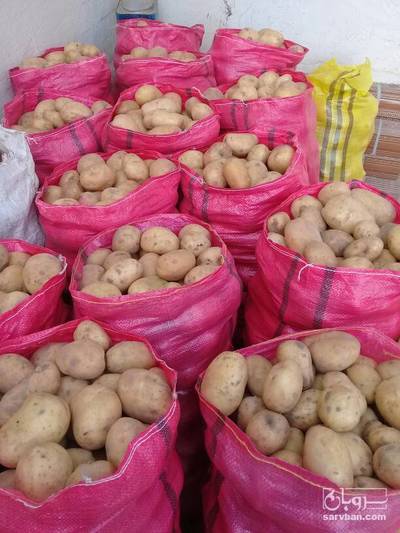 فروش سیب زمینی سانتا
