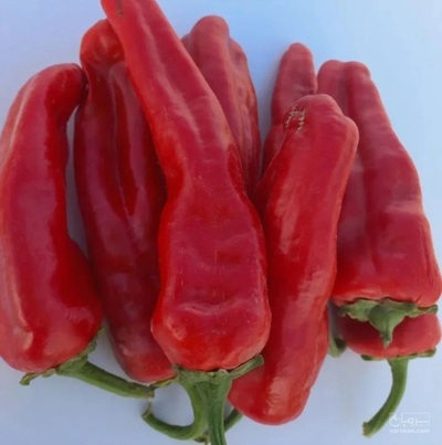 فلفل قرمز تند