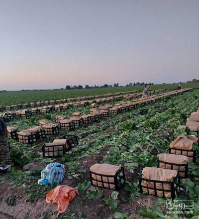 فروش کاهو رومانو