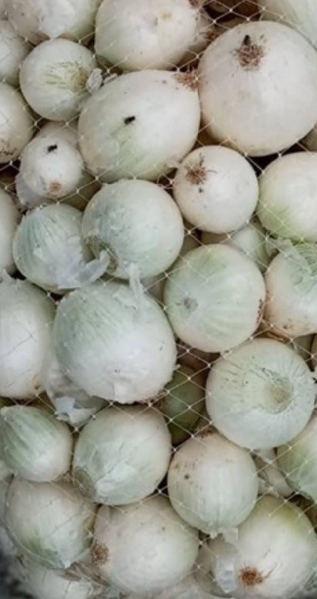 فروش پیاز سفید