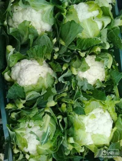 فروش گل کلم