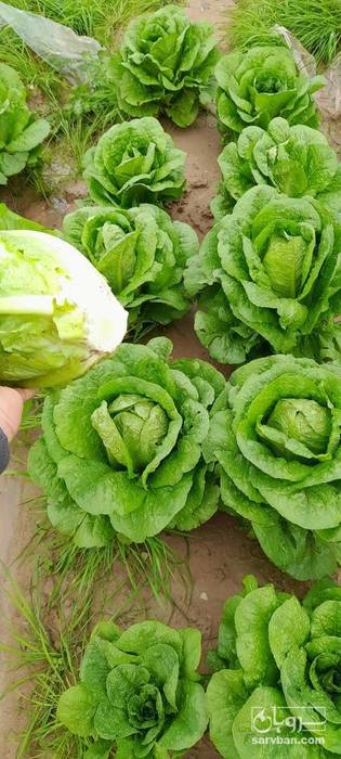 فروش کاهو رسمی